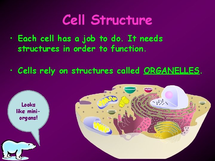 Cell Structure • Each cell has a job to do. It needs structures in