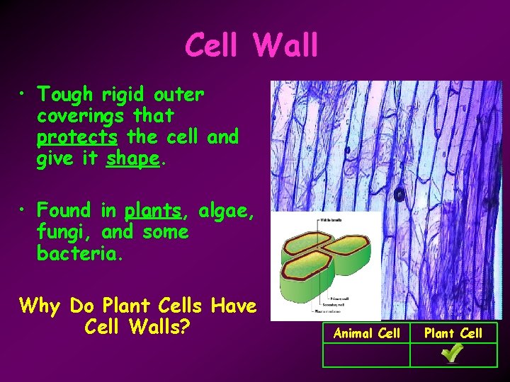 Cell Wall • Tough rigid outer coverings that protects the cell and give it