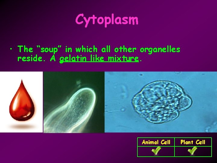 Cytoplasm • The “soup” in which all other organelles reside. A gelatin like mixture.