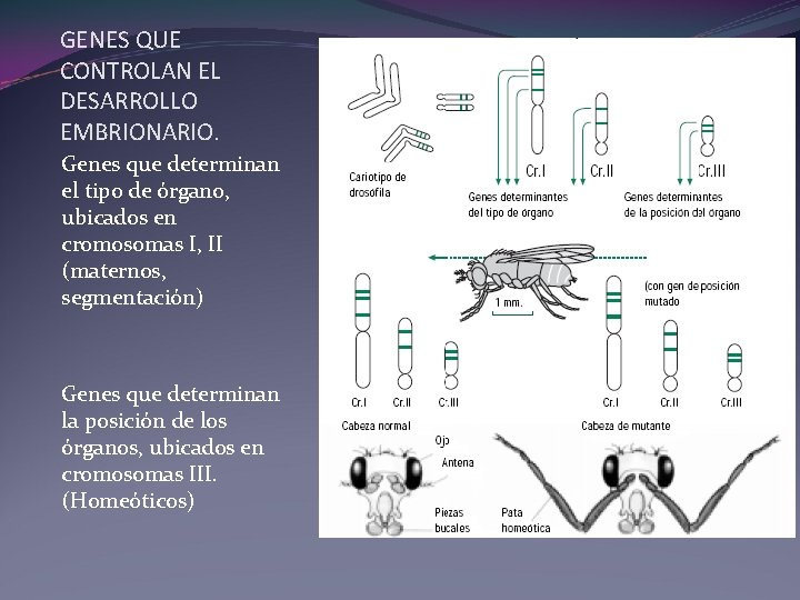 GENES QUE CONTROLAN EL DESARROLLO EMBRIONARIO. Genes que determinan el tipo de órgano, ubicados