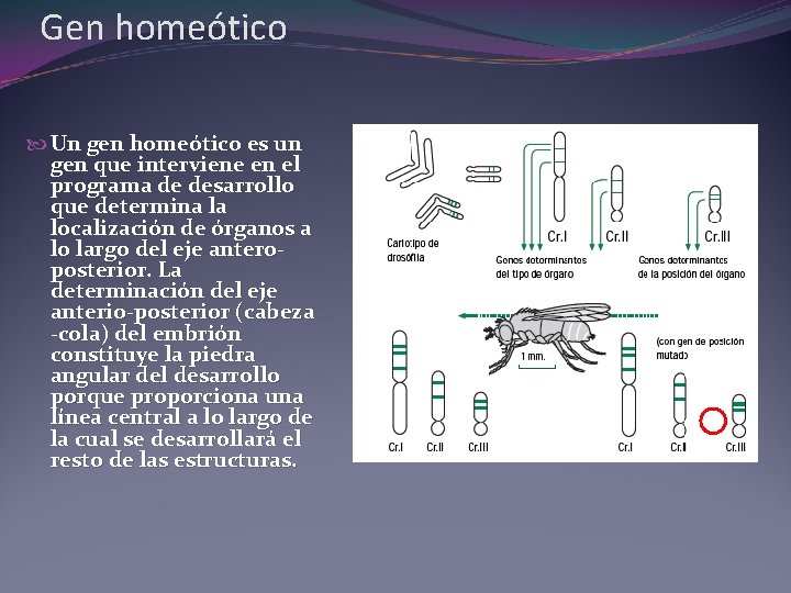 Gen homeótico Un gen homeótico es un gen que interviene en el programa de