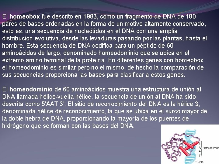 El homeobox fue descrito en 1983, como un fragmento de DNA de 180 pares