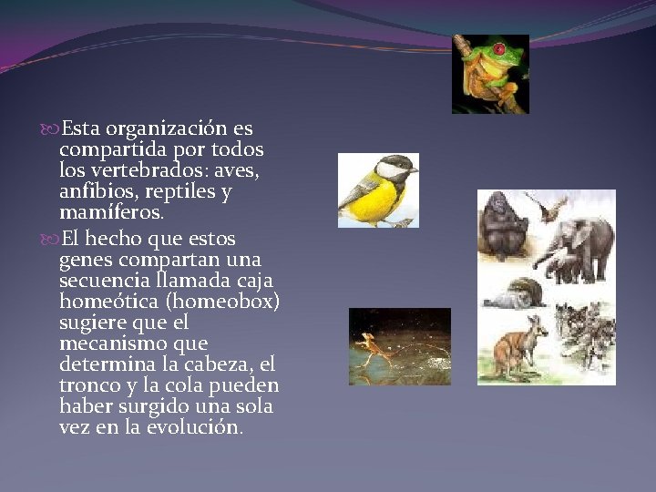  Esta organización es compartida por todos los vertebrados: aves, anfibios, reptiles y mamíferos.