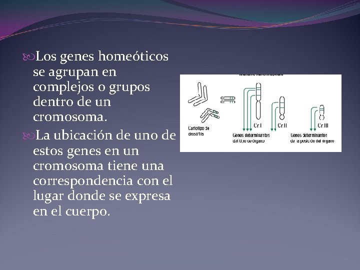  Los genes homeóticos se agrupan en complejos o grupos dentro de un cromosoma.