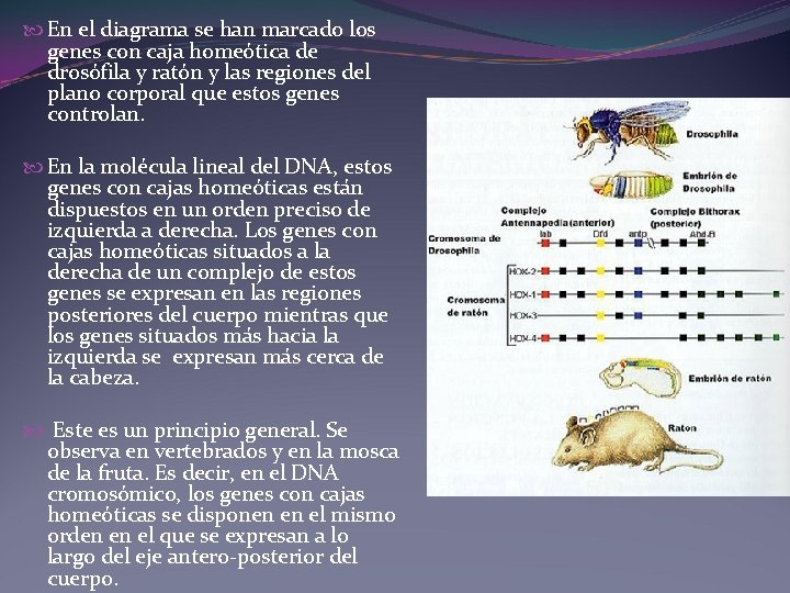  En el diagrama se han marcado los genes con caja homeótica de drosófila