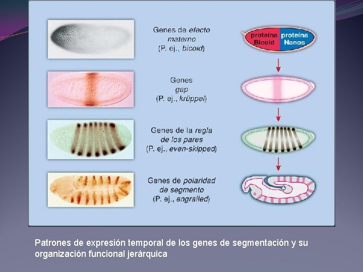 Patrones de expresión temporal de los genes de segmentación y su organización funcional jerárquica