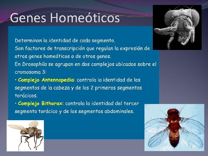 Genes Homeóticos 