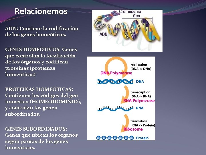 Relacionemos ADN: Contiene la codificación de los genes homeóticos. GENES HOMEÓTICOS: Genes que controlan