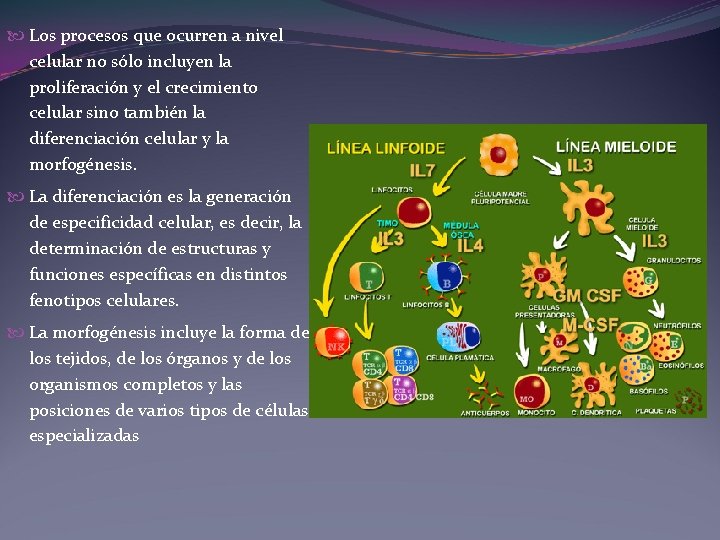  Los procesos que ocurren a nivel celular no sólo incluyen la proliferación y