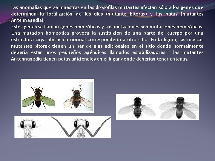 Las anomalías que se muestras en las drosófilas mutantes afectan sólo a los genes