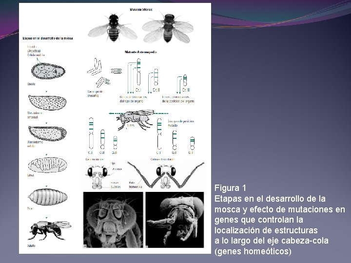 Figura 1 Etapas en el desarrollo de la mosca y efecto de mutaciones en