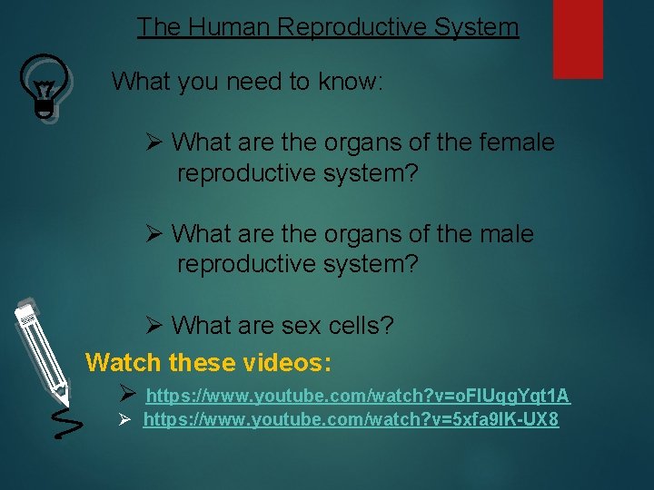 The Human Reproductive System What you need to know: Ø What are the organs The Human Reproductive System What you need to know: Ø What are the organs