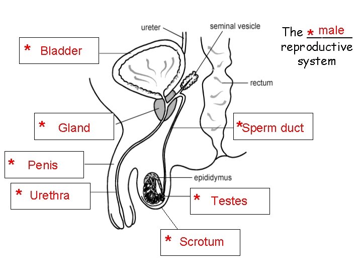 * Bladder * * male The ______ * reproductive system *Sperm duct Gland Penis * Bladder * * male The ______ * reproductive system *Sperm duct Gland Penis