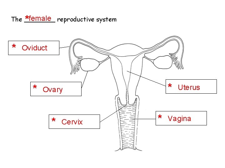 * female reproductive system The ____ * Oviduct * * Ovary * Cervix * * female reproductive system The ____ * Oviduct * * Ovary * Cervix *