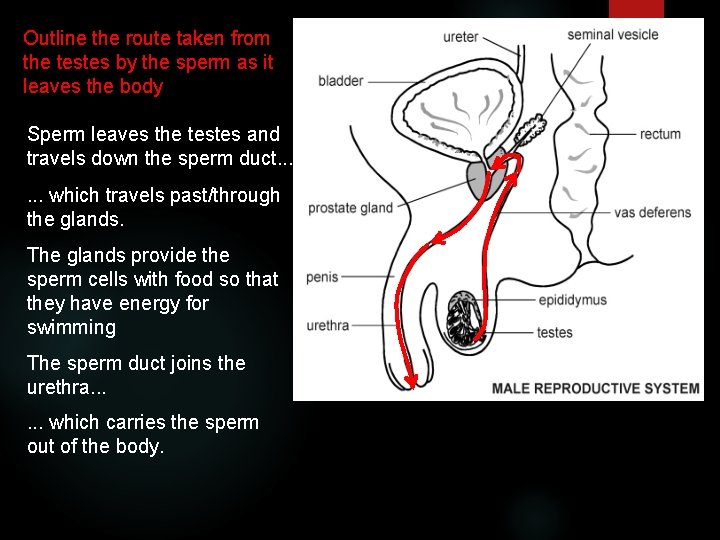 Outline the route taken from the testes by the sperm as it leaves the Outline the route taken from the testes by the sperm as it leaves the