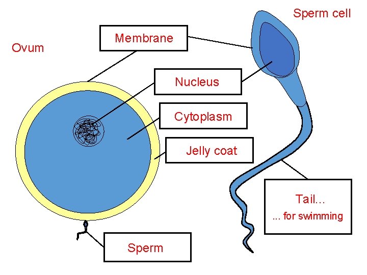 Sperm cell Ovum Membrane Nucleus Cytoplasm Jelly coat Tail. . . for swimming Sperm Sperm cell Ovum Membrane Nucleus Cytoplasm Jelly coat Tail. . . for swimming Sperm