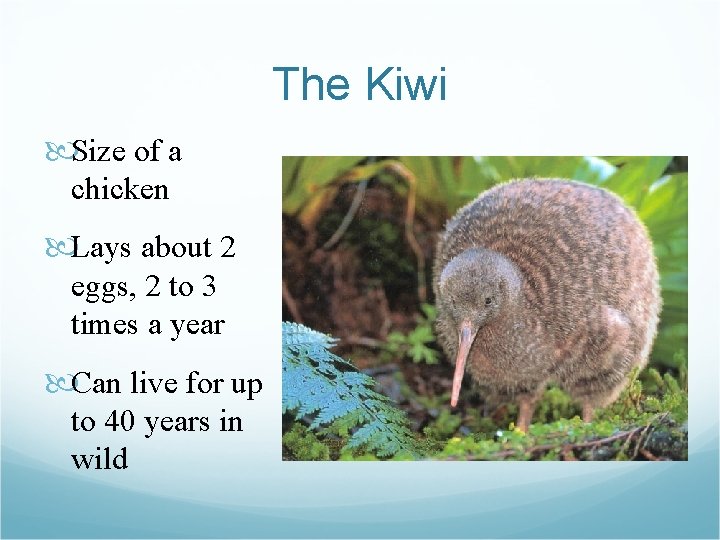 The Kiwi Size of a chicken Lays about 2 eggs, 2 to 3 times