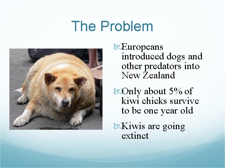 The Problem Europeans introduced dogs and other predators into New Zealand Only about 5%