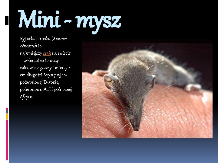 Mini - mysz Ryjówka etruska (Suncus etruscus) to najmniejszy ssak na świecie – zwierzątko