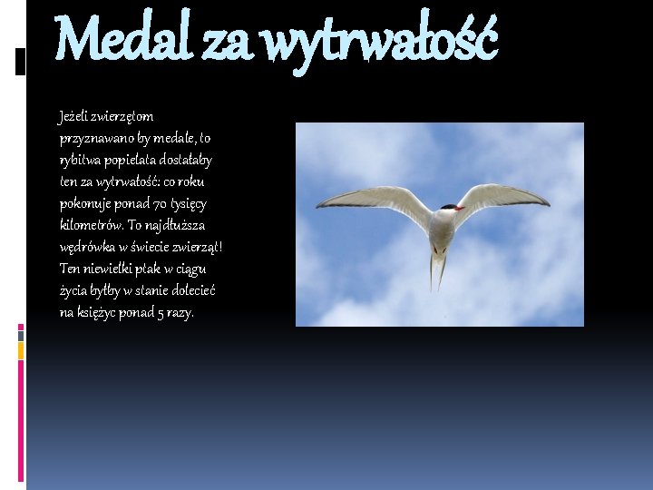 Medal za wytrwałość Jeżeli zwierzętom przyznawano by medale, to rybitwa popielata dostałaby ten za