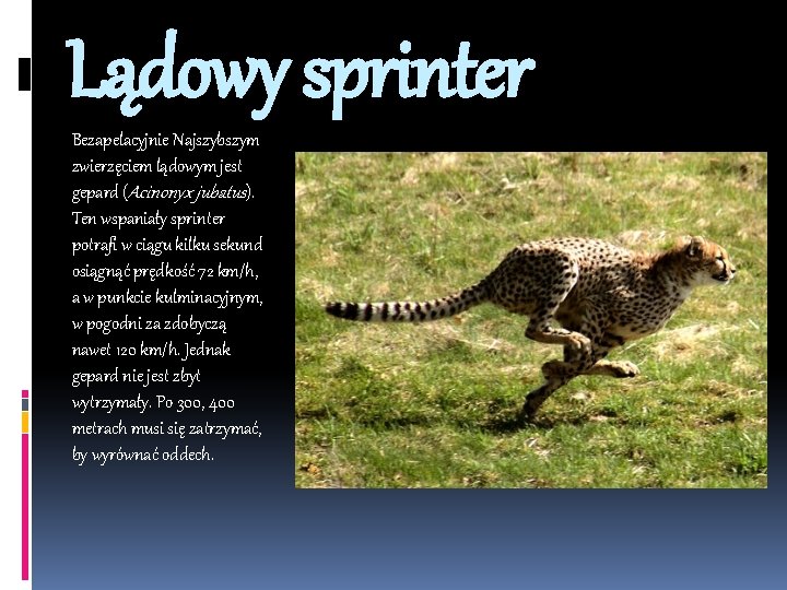 Lądowy sprinter Bezapelacyjnie Najszybszym zwierzęciem lądowym jest gepard (Acinonyx jubatus). Ten wspaniały sprinter potrafi