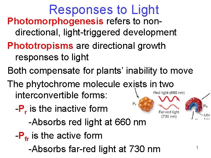 Responses to Light Photomorphogenesis refers to nondirectional, light-triggered development Phototropisms are directional growth responses Responses to Light Photomorphogenesis refers to nondirectional, light-triggered development Phototropisms are directional growth responses