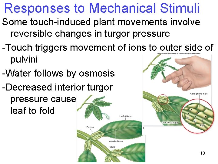 Responses to Mechanical Stimuli Some touch-induced plant movements involve reversible changes in turgor pressure Responses to Mechanical Stimuli Some touch-induced plant movements involve reversible changes in turgor pressure