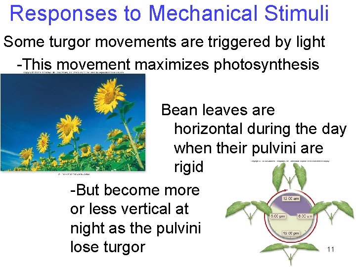 Responses to Mechanical Stimuli Some turgor movements are triggered by light -This movement maximizes Responses to Mechanical Stimuli Some turgor movements are triggered by light -This movement maximizes