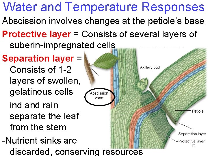 Water and Temperature Responses Abscission involves changes at the petiole’s base Protective layer = Water and Temperature Responses Abscission involves changes at the petiole’s base Protective layer =