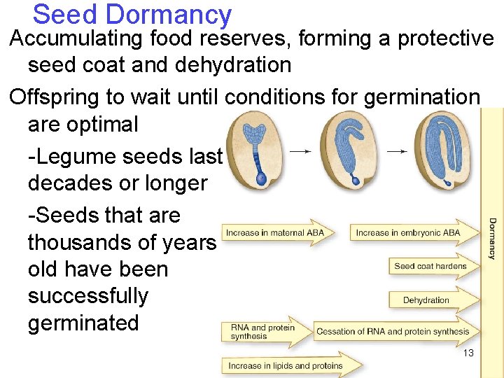 Seed Dormancy Accumulating food reserves, forming a protective seed coat and dehydration Offspring to Seed Dormancy Accumulating food reserves, forming a protective seed coat and dehydration Offspring to