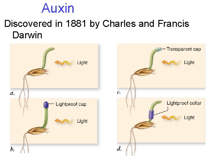 Auxin Discovered in 1881 by Charles and Francis Darwin 14 Auxin Discovered in 1881 by Charles and Francis Darwin 14
