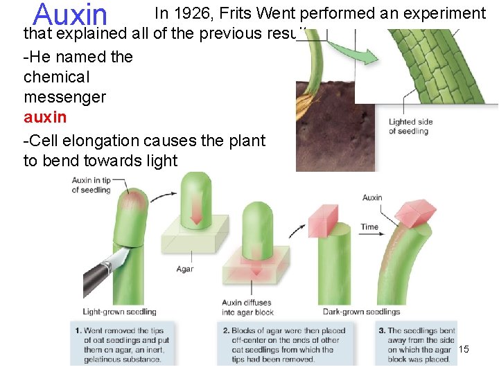 In 1926, Frits Went performed an experiment Auxin that explained all of the previous In 1926, Frits Went performed an experiment Auxin that explained all of the previous