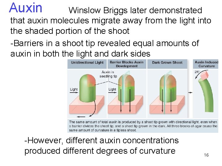 Auxin Winslow Briggs later demonstrated that auxin molecules migrate away from the light into Auxin Winslow Briggs later demonstrated that auxin molecules migrate away from the light into