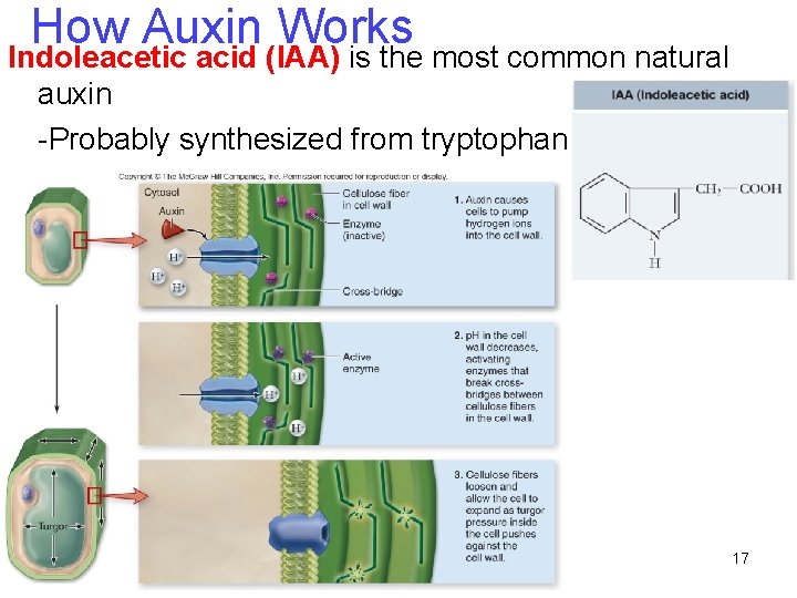 How Auxin Works Indoleacetic acid (IAA) is the most common natural auxin -Probably synthesized How Auxin Works Indoleacetic acid (IAA) is the most common natural auxin -Probably synthesized