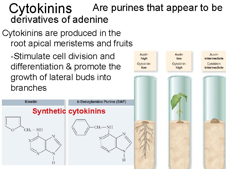 Cytokinins Are purines that appear to be derivatives of adenine Cytokinins are produced in Cytokinins Are purines that appear to be derivatives of adenine Cytokinins are produced in