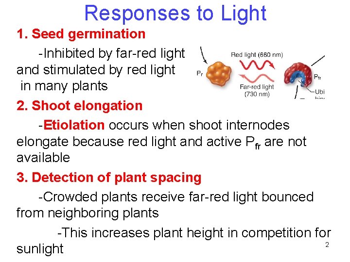Responses to Light 1. Seed germination -Inhibited by far-red light and stimulated by red Responses to Light 1. Seed germination -Inhibited by far-red light and stimulated by red