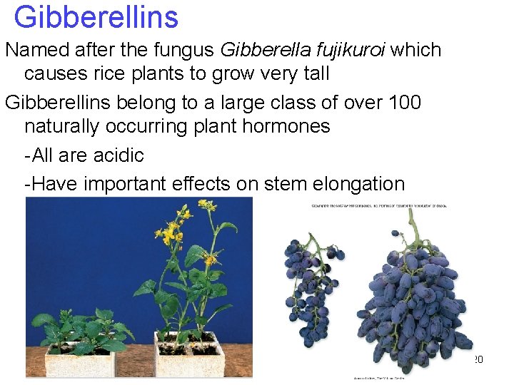 Gibberellins Named after the fungus Gibberella fujikuroi which causes rice plants to grow very Gibberellins Named after the fungus Gibberella fujikuroi which causes rice plants to grow very