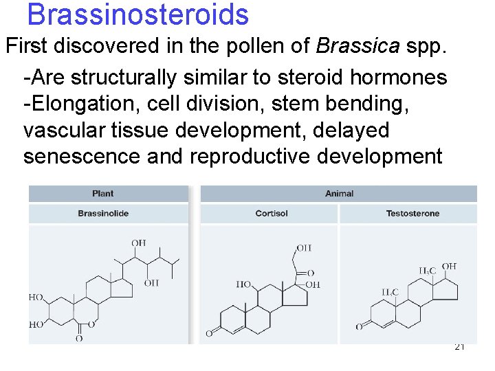 Brassinosteroids First discovered in the pollen of Brassica spp. -Are structurally similar to steroid Brassinosteroids First discovered in the pollen of Brassica spp. -Are structurally similar to steroid