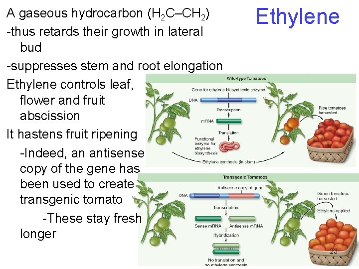 A gaseous hydrocarbon (H 2 C–CH 2) -thus retards their growth in lateral bud A gaseous hydrocarbon (H 2 C–CH 2) -thus retards their growth in lateral bud