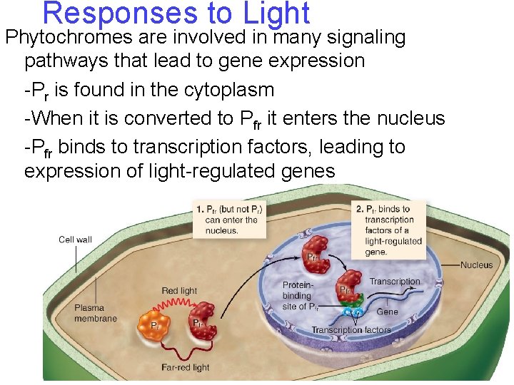 Responses to Light Phytochromes are involved in many signaling pathways that lead to gene Responses to Light Phytochromes are involved in many signaling pathways that lead to gene