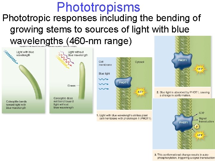 Phototropisms Phototropic responses including the bending of growing stems to sources of light with Phototropisms Phototropic responses including the bending of growing stems to sources of light with