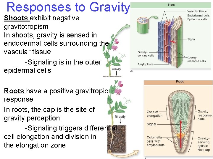 Responses to Gravity Shoots exhibit negative gravitotropism In shoots, gravity is sensed in endodermal Responses to Gravity Shoots exhibit negative gravitotropism In shoots, gravity is sensed in endodermal