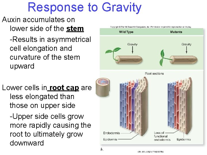 Response to Gravity Auxin accumulates on lower side of the stem -Results in asymmetrical Response to Gravity Auxin accumulates on lower side of the stem -Results in asymmetrical