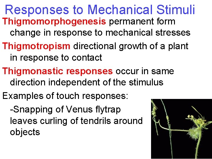 Responses to Mechanical Stimuli Thigmomorphogenesis permanent form change in response to mechanical stresses Thigmotropism Responses to Mechanical Stimuli Thigmomorphogenesis permanent form change in response to mechanical stresses Thigmotropism