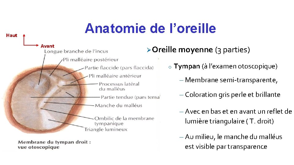 Anatomie de l’oreille Haut Avant Ø Oreille moyenne (3 parties) o Tympan (à l’examen