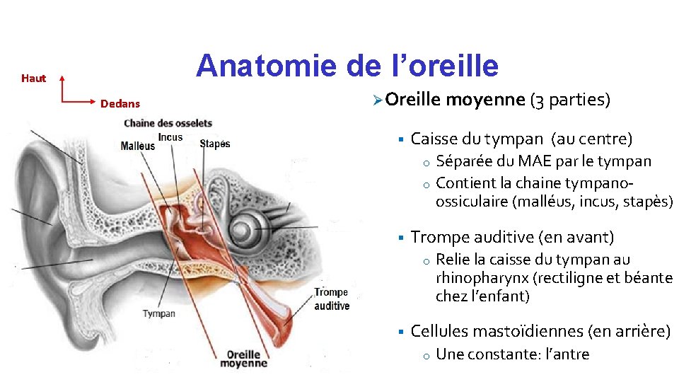 Anatomie de l’oreille Haut Dedans Ø Oreille moyenne (3 parties) § Caisse du tympan
