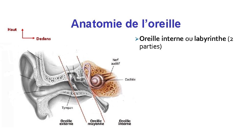 Anatomie de l’oreille Haut Dedans Ø Oreille interne ou labyrinthe (2 parties) 