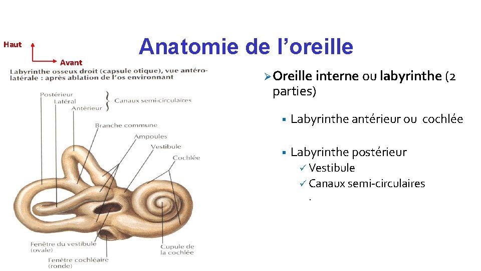 Haut Avant Anatomie de l’oreille Ø Oreille interne ou labyrinthe (2 parties) § Labyrinthe
