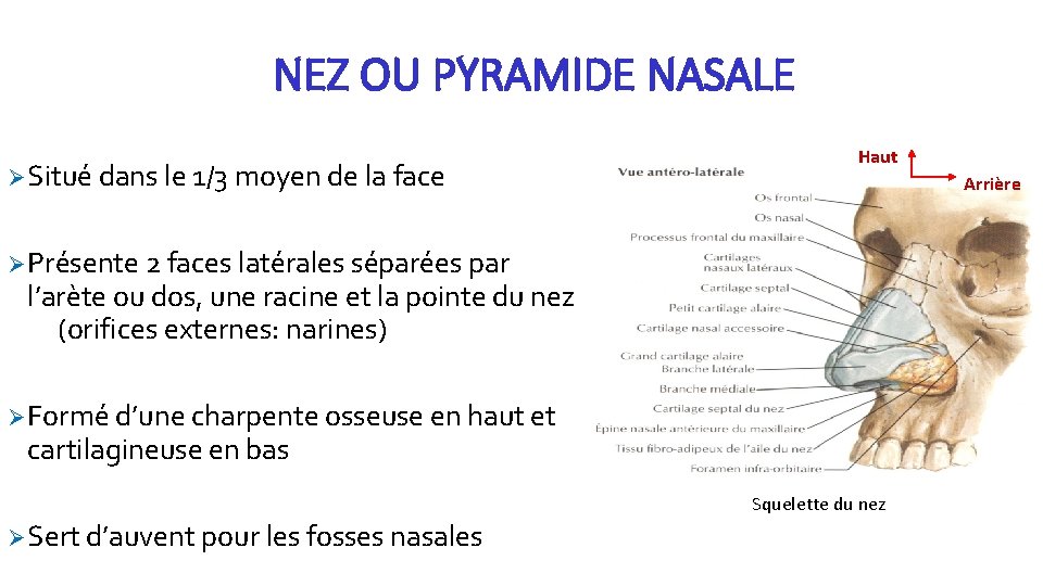 NEZ OU PYRAMIDE NASALE Ø Situé dans le 1/3 moyen de la face Haut