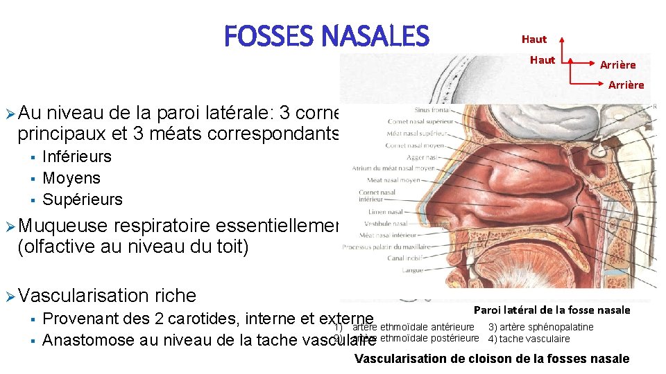 FOSSES NASALES Haut Arrière Ø Au niveau de la paroi latérale: 3 cornets principaux